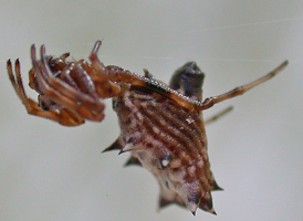 Spined Micrathena